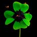 Anna Fontana - Facebook