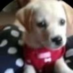 Anna Inman Fontenot - @nopod57711 - Instagram