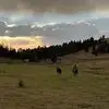 Hannah Forcella - @hannah.forcella - TikTok
