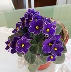 Ana Forcelledo - Facebook