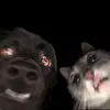 anna.forest - @annaforestt - TikTok