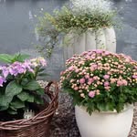 Anna Forsgren - @annaforsgren7060 - Instagram