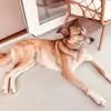 Anna Friedli - @anna.friedli8 - TikTok