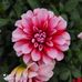 Anna Fulop - Facebook