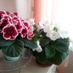 Anna Furtek - Facebook