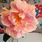 Anna Gadd - Facebook