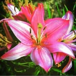 Anna gaines - @annagaines72 - Instagram