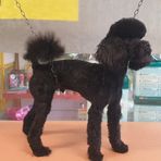 Boutique degli Animali di Anna Galli - Facebook