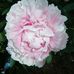 Anna Gambaro - Facebook
