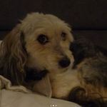 Anna Gambaro Milelli - @annaritamilelli - Instagram