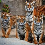 Anna Garibyan - Facebook