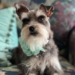 Kala Anna Garland - @schnauzer_princess_kala - Instagram