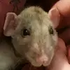Anna Garnett - @lilratboof - TikTok