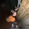 Annabelle - @annabellegarris_22 - TikTok
