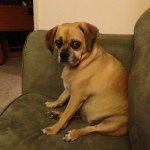 Anna Gaskins - @cloeythepuggle - Instagram