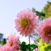 Anna Gatto - Facebook