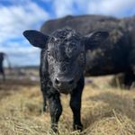 Anna Gauthier - @wildcreekfarmandcattle - Instagram