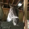 Anna2 - @anna.gautier - TikTok