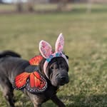 Natasha Anna Gehrke - @growinggoldfish - Instagram