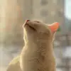Anna Gerasimenko - @annagerasimenko__ - TikTok