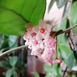 Anna Maria Geremia - @anna.geremia58 - Instagram