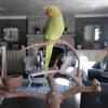 PenguinArtist147 - @annagermanovich70 - TikTok