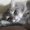 brieannagetz - @brieannagetz - TikTok