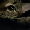 Анна Пак - @_anna_glad_ - TikTok