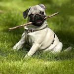 anna gourlay - @ig_puggo.1234 - Instagram