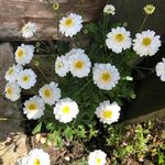 Anna Greenacre - @wonkyhouselady - Instagram