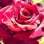 Anna_Greenberg - @aleshinka_3 - Instagram