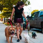 Anna 'Tank' Greenberg - @annatankdogs - Instagram