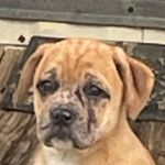 Anna Grubbs - @machacat101 - Instagram