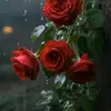 Anna. Anna - @anna.hakobyan06 - TikTok