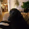 Anna Hallam - @user1271285230630 - TikTok
