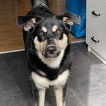Anna Hallberg Jägers - @jakthunden_blaser_familjehund - Instagram
