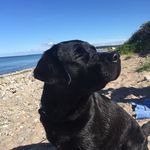 Anna Hallgren - @annahallgren_aha - Instagram