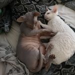 Anna Hallgren - @pawfevers - Instagram