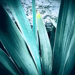 Anna Halloran - @annah7485 - Instagram