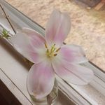 Anna O'Halloran-Johnson - @annaohalloranjohnson - Instagram