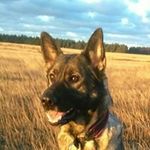 Anna Halonen - @zotasmatte - Instagram