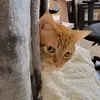 Bashannahammock - @bashannahammock - TikTok