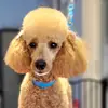 Anna Handy263 - @absolutelyfurbulous16 - TikTok