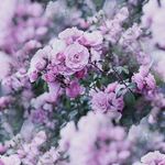 Anna Hardman - @anna1488hardman - Instagram