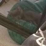 Anna's furbabies - @anna.havard1974 - Instagram