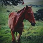Anna Hedley - @anna.hedley.73 - Instagram
