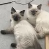 Anna Hines - @anna.hines - TikTok