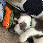 Anna Hobson - @catncatastrophe - Instagram