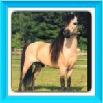 Annahobson - @black_and_white_mares - Instagram