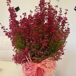 Ania G-H - @anna.homa.568 - Instagram